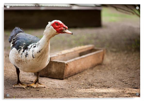 large Muscovy Duck bird standing and posing  Acrylic by Arletta Cwalina