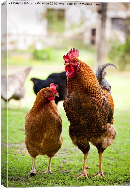 Rhode Island Red chickens couple posing  Canvas Print by Arletta Cwalina