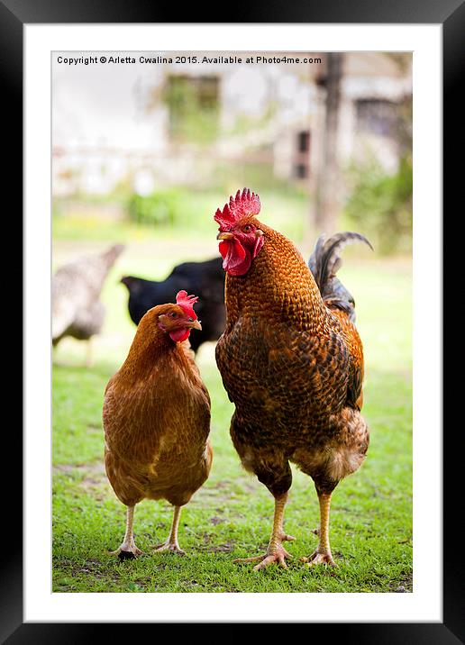 Rhode Island Red chickens couple posing  Framed Mounted Print by Arletta Cwalina