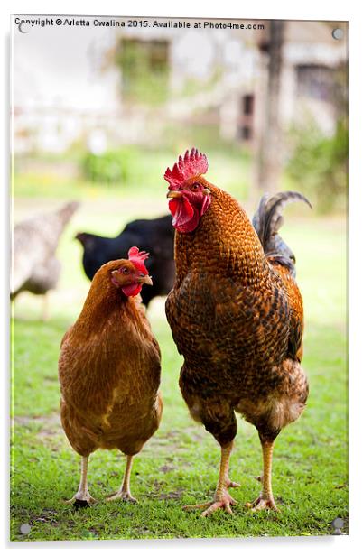 Rhode Island Red chickens couple posing  Acrylic by Arletta Cwalina