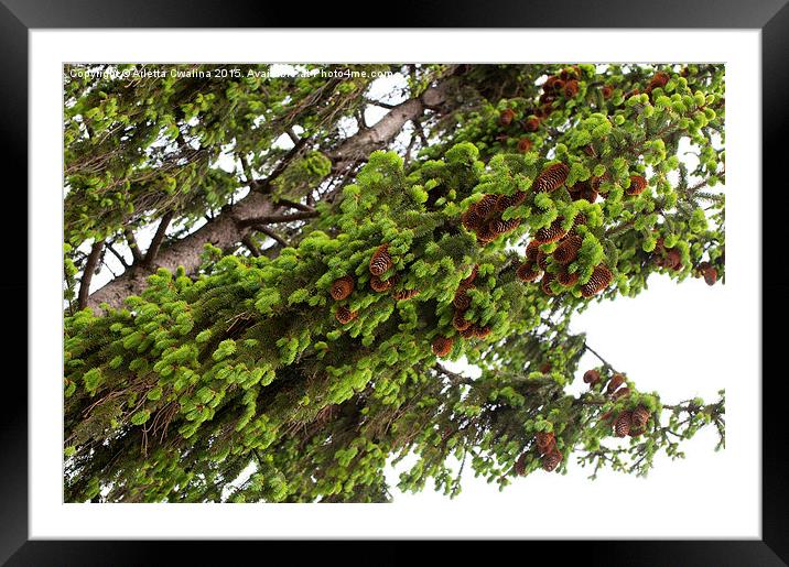 spruce fresh shoots and brown cones sag  Framed Mounted Print by Arletta Cwalina