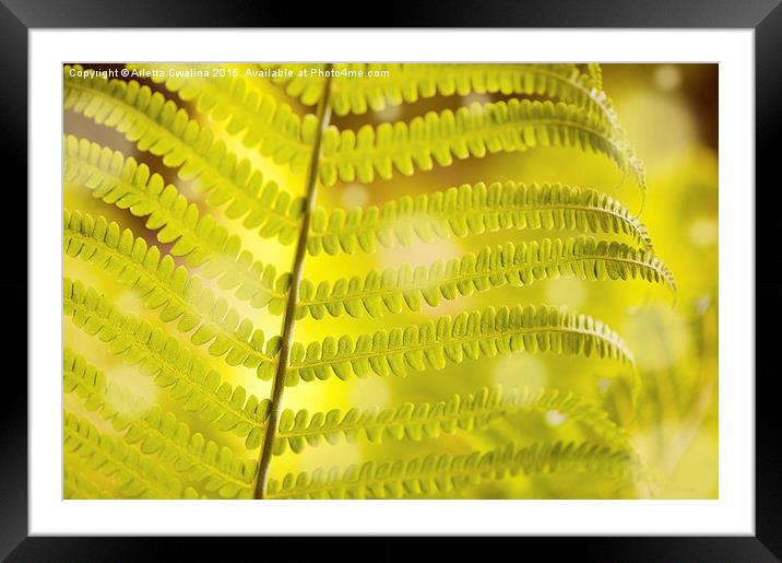 Macro of Dryopteris called wood fern young leaf  Framed Mounted Print by Arletta Cwalina