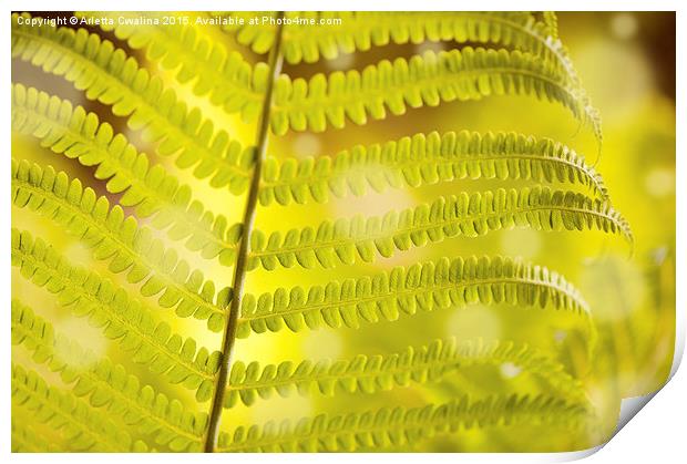 Macro of Dryopteris called wood fern young leaf  Print by Arletta Cwalina