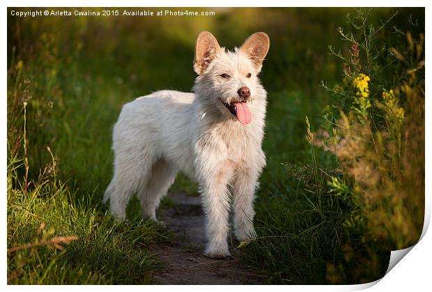Single small white stray dog in meadow  Print by Arletta Cwalina