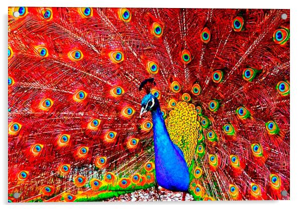 beautiful peacock displaying Acrylic by ken biggs