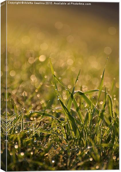 grass leaves with dew water drops in the morning  Canvas Print by Arletta Cwalina