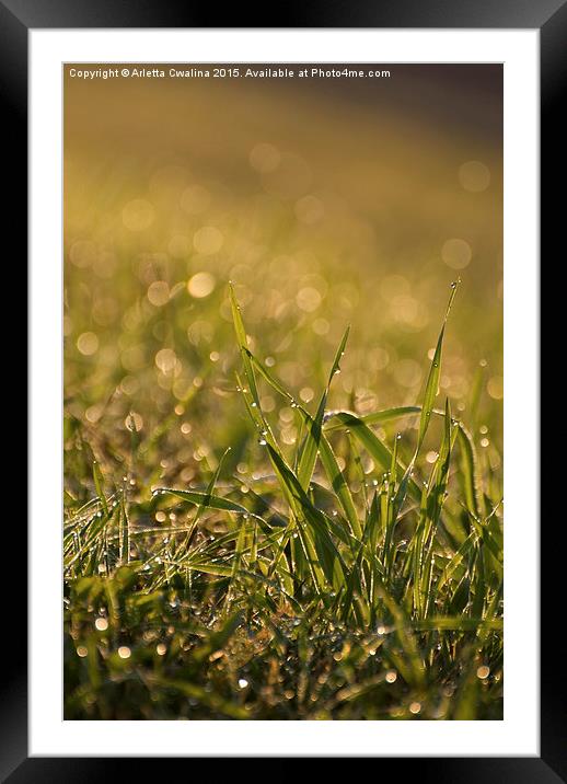 grass leaves with dew water drops in the morning  Framed Mounted Print by Arletta Cwalina