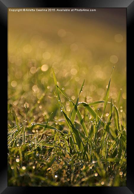 grass leaves with dew water drops in the morning  Framed Print by Arletta Cwalina