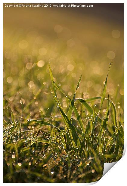 grass leaves with dew water drops in the morning  Print by Arletta Cwalina