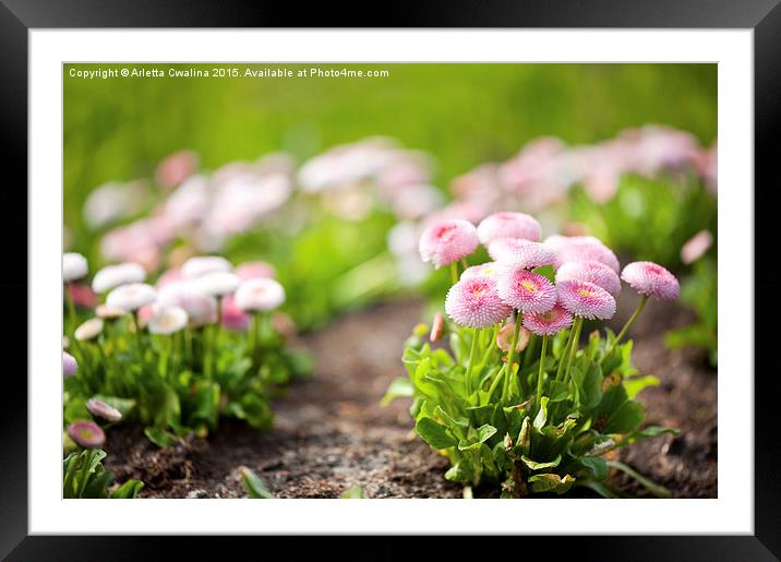 Blossom Bellis perennis pomponette called daisy  Framed Mounted Print by Arletta Cwalina