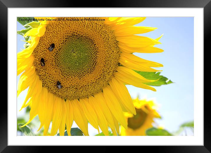 bumblebees taking nectar on yellow sunflower  Framed Mounted Print by Arletta Cwalina