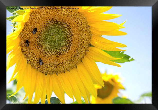 bumblebees taking nectar on yellow sunflower  Framed Print by Arletta Cwalina