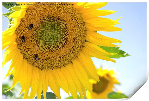 bumblebees taking nectar on yellow sunflower  Print by Arletta Cwalina