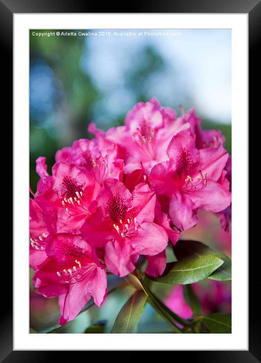 Rhododendron or Azalea plant bright pink flowers  Framed Mounted Print by Arletta Cwalina