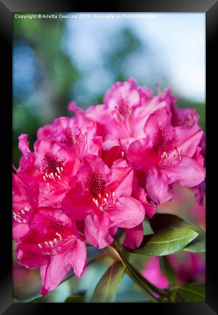 Rhododendron or Azalea plant bright pink flowers  Framed Print by Arletta Cwalina