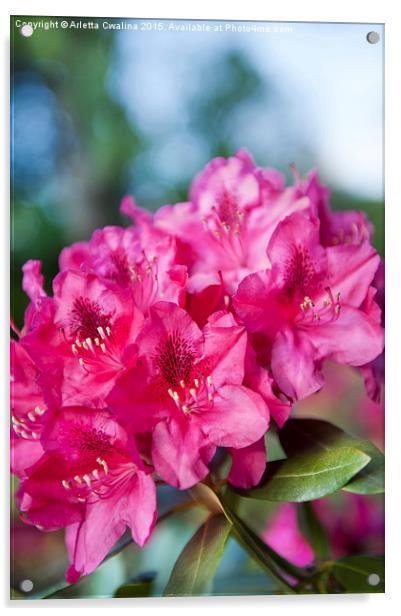 Rhododendron or Azalea plant bright pink flowers  Acrylic by Arletta Cwalina