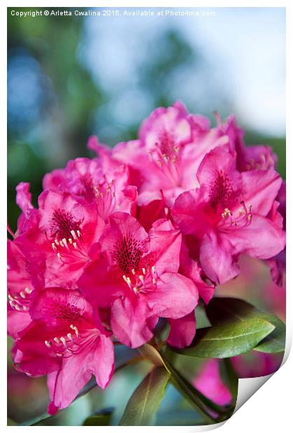 Rhododendron or Azalea plant bright pink flowers  Print by Arletta Cwalina