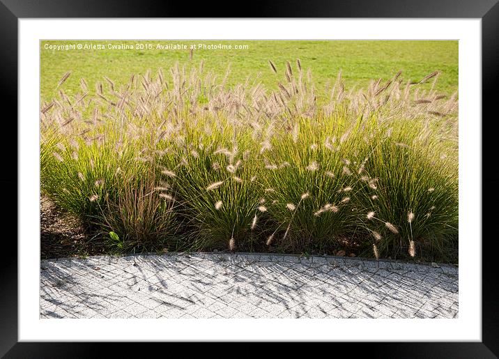 Pennisetum alopecuroides grasses Framed Mounted Print by Arletta Cwalina