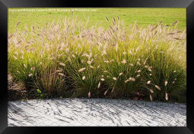 Pennisetum alopecuroides grasses Framed Print by Arletta Cwalina