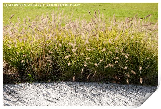 Pennisetum alopecuroides grasses Print by Arletta Cwalina