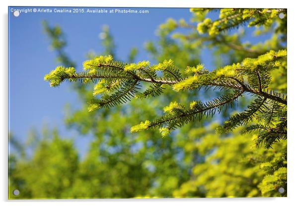 Green coniferous new shoots Acrylic by Arletta Cwalina