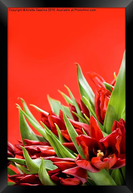 Bunch of red tulips bouquet on red  Framed Print by Arletta Cwalina