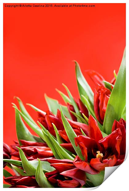 Bunch of red tulips bouquet on red  Print by Arletta Cwalina