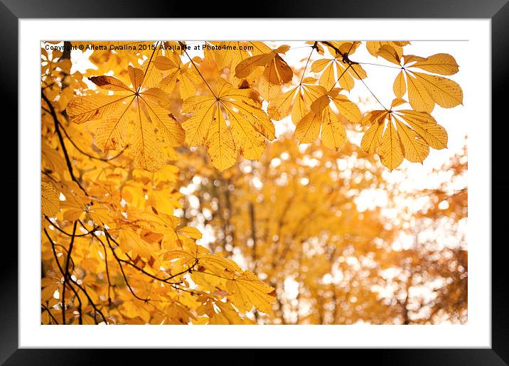 chestnut autumn yellow leaves Framed Mounted Print by Arletta Cwalina