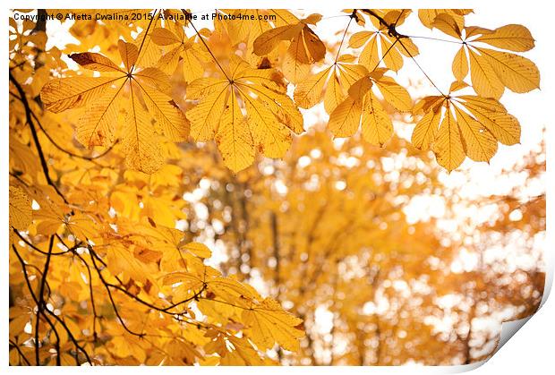 chestnut autumn yellow leaves Print by Arletta Cwalina