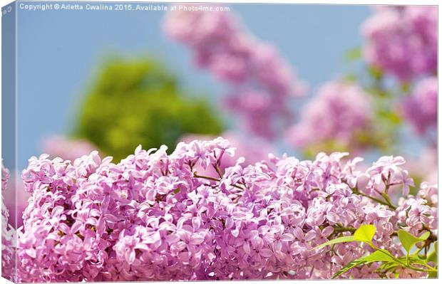 Lilac vibrant pink flowers shrub Canvas Print by Arletta Cwalina