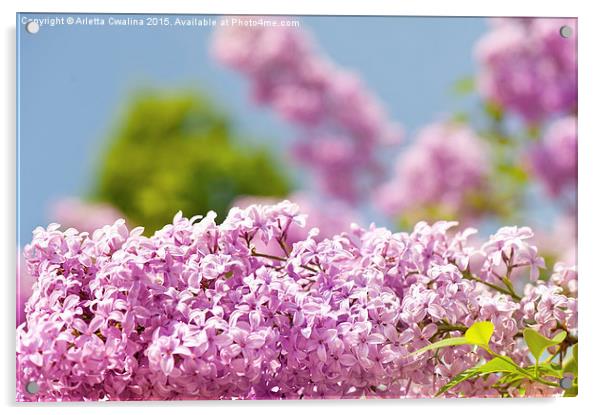 Lilac vibrant pink flowers shrub Acrylic by Arletta Cwalina