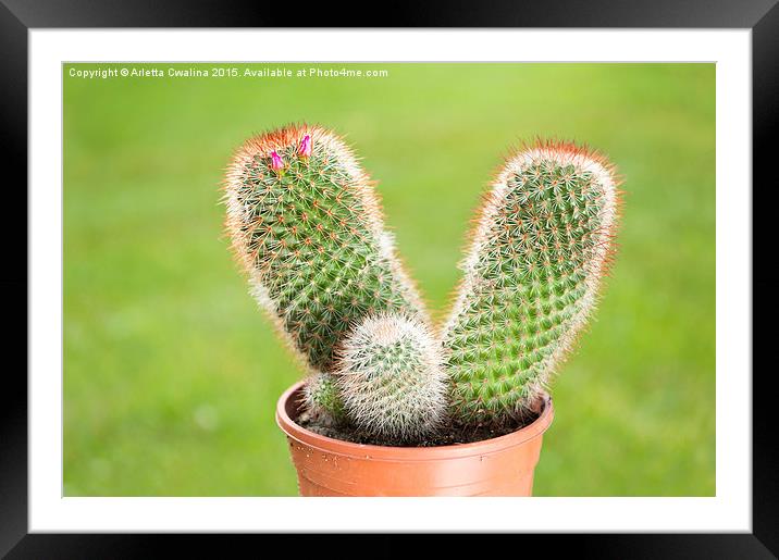 Cactus flowering pink flowerets Framed Mounted Print by Arletta Cwalina
