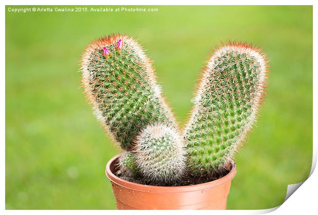 Cactus flowering pink flowerets Print by Arletta Cwalina