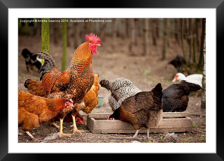 Rhode Island Red chickens eating from feeder  Framed Mounted Print by Arletta Cwalina