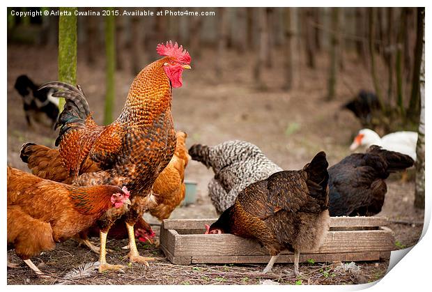 Rhode Island Red chickens eating from feeder  Print by Arletta Cwalina