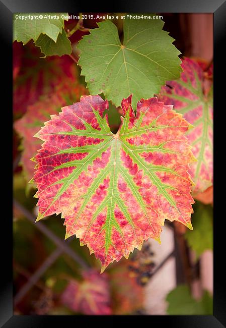 Crimson Glory Vine or Vitis coignetiae red green  Framed Print by Arletta Cwalina