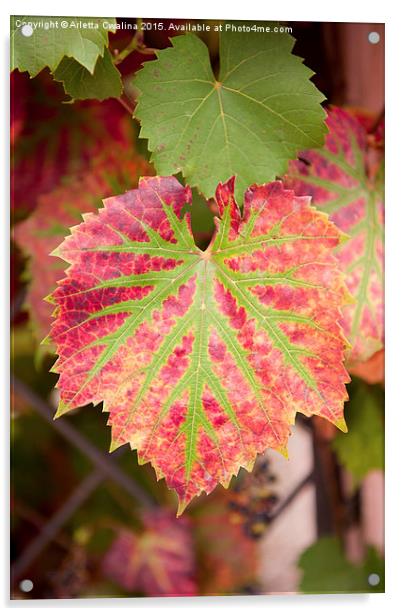 Crimson Glory Vine or Vitis coignetiae red green  Acrylic by Arletta Cwalina
