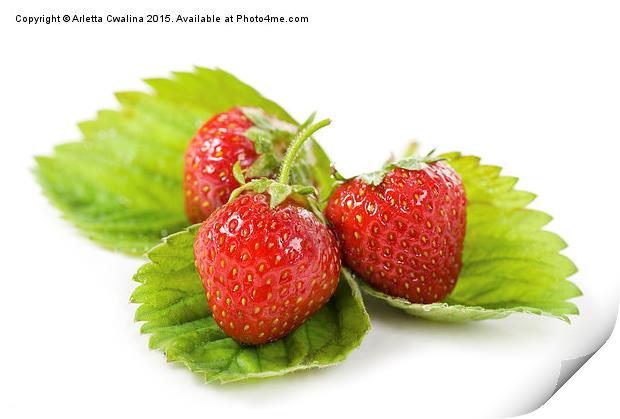 fresh strawberries fruits lying on leaf on white  Print by Arletta Cwalina