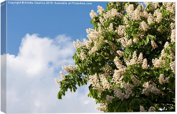 blooming Aesculus on blue sky in sunlight  Canvas Print by Arletta Cwalina