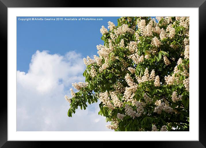 blooming Aesculus on blue sky in sunlight  Framed Mounted Print by Arletta Cwalina