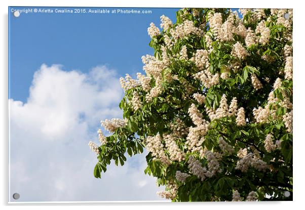 blooming Aesculus on blue sky in sunlight  Acrylic by Arletta Cwalina