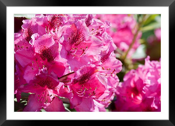 Rhododendron called Azalea bright pink flowers  Framed Mounted Print by Arletta Cwalina