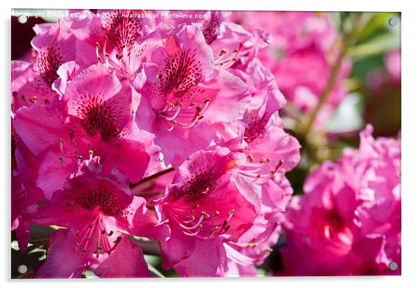Rhododendron called Azalea bright pink flowers  Acrylic by Arletta Cwalina