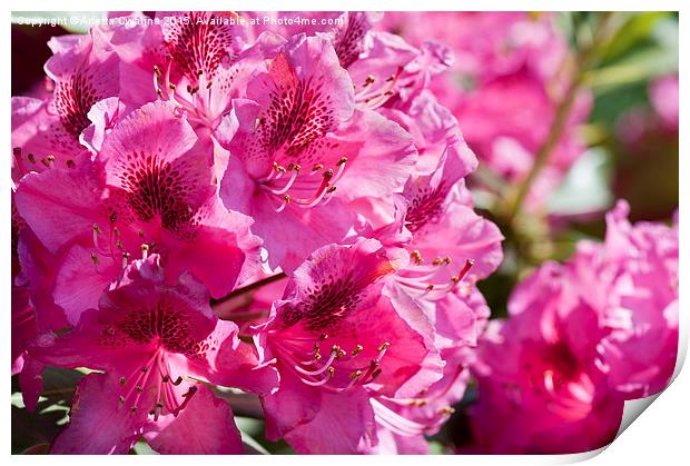 Rhododendron called Azalea bright pink flowers  Print by Arletta Cwalina