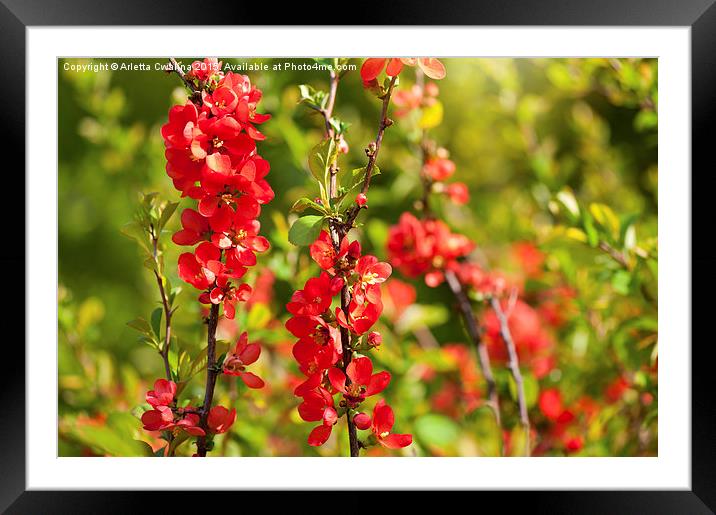 Chaenomeles shrub red blossoms Framed Mounted Print by Arletta Cwalina