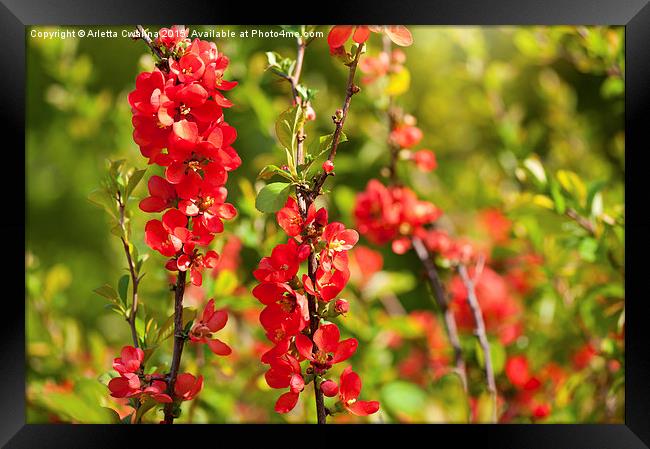 Chaenomeles shrub red blossoms Framed Print by Arletta Cwalina