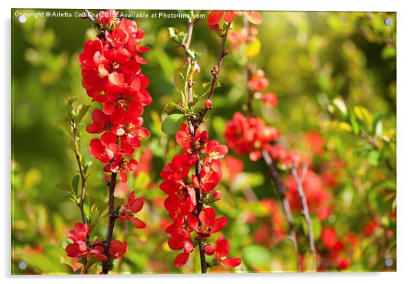 Chaenomeles shrub red blossoms Acrylic by Arletta Cwalina