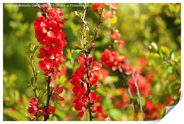 Chaenomeles shrub red blossoms Print by Arletta Cwalina