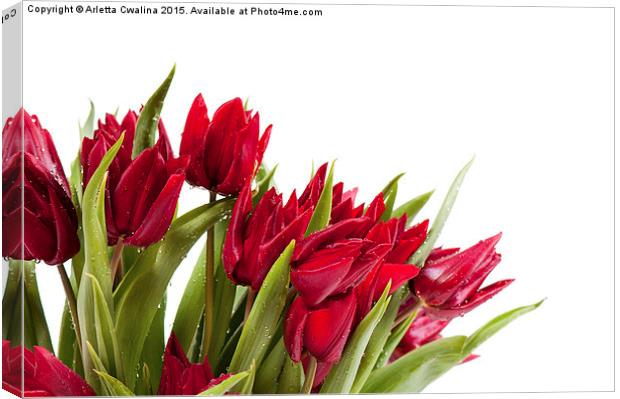 Red tulips bouquet sprinkled with water  Canvas Print by Arletta Cwalina
