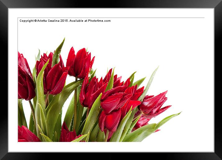 Red tulips bouquet sprinkled with water  Framed Mounted Print by Arletta Cwalina